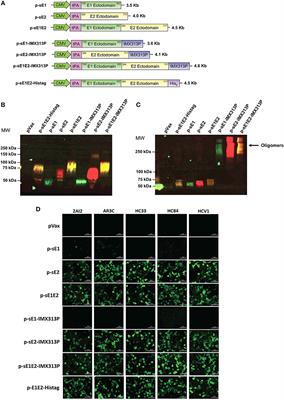 A Hepatitis C Virus DNA Vaccine Encoding a Secreted, Oligomerized Form of Envelope Proteins Is Highly Immunogenic and Elicits Neutralizing Antibodies in Vaccinated Mice
